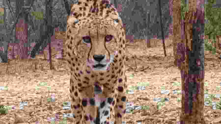 Ann Van Dyk Cheetah Centre