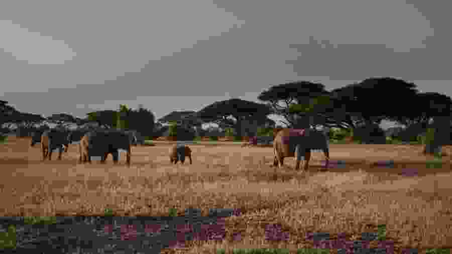 Elephants at Amboseli National Park