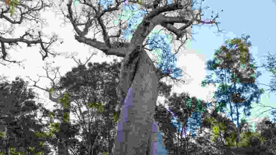 Baobabs