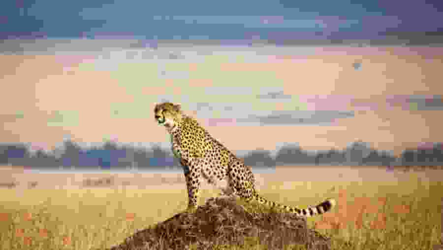 Cheetah in the wild