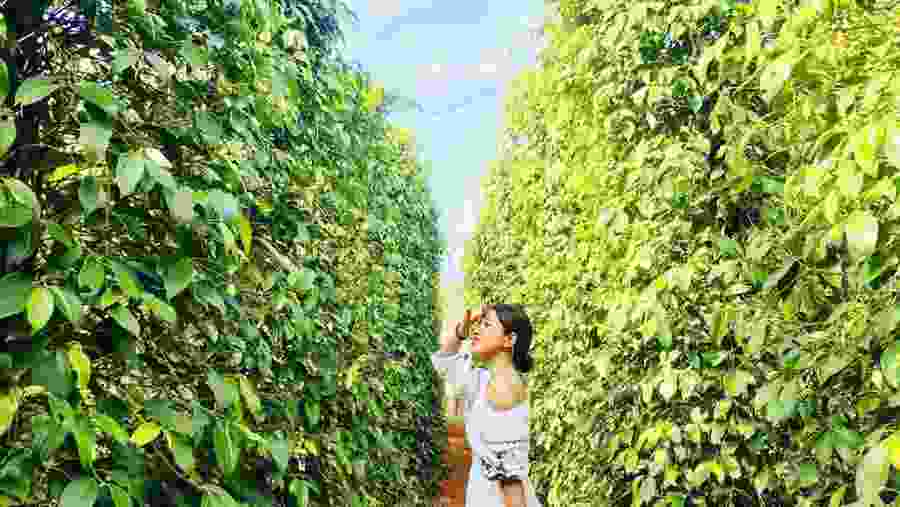 Vườn Tiêu Phú Quốc