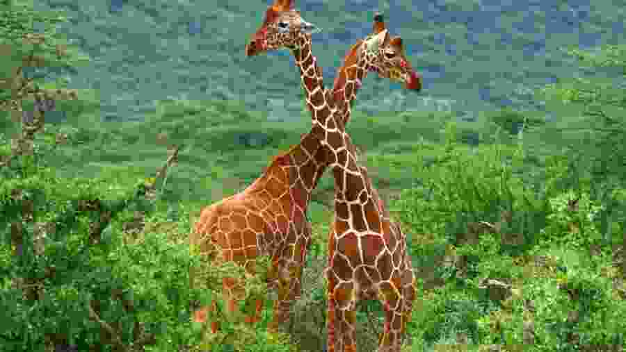 Spot towering giraffes