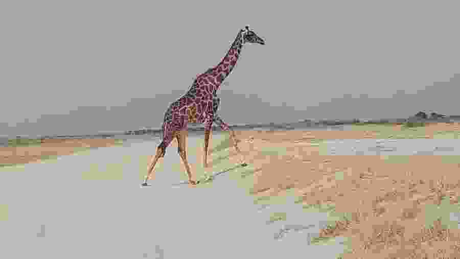 Masai Giraffe