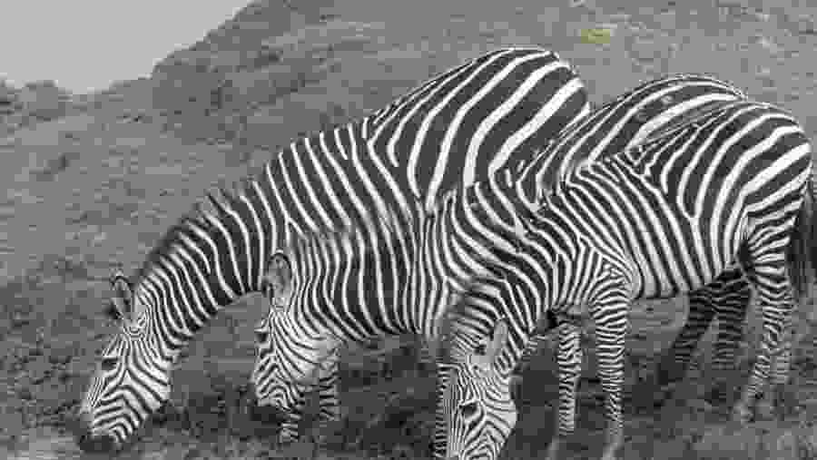 Zebras at sight!