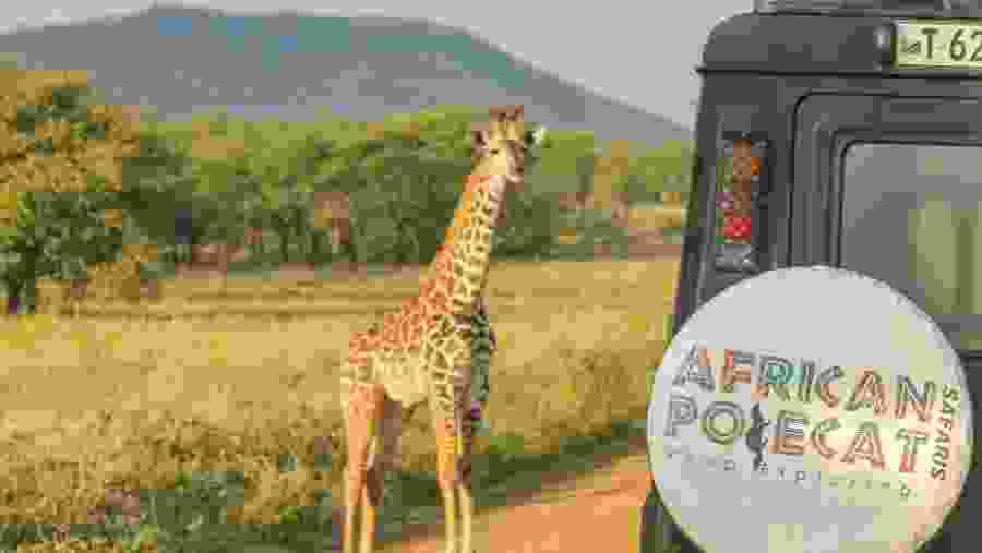 Spot towering giraffes