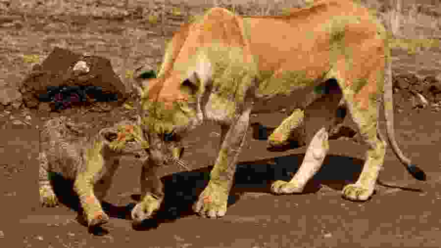 Witness the wildlife