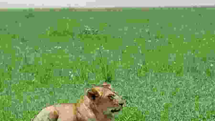 Maasai Mara National Reserve