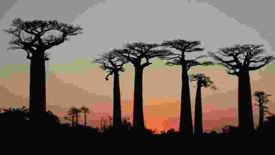 Baobab Trees in Madagascar