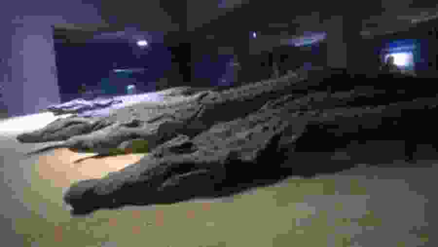 crocodiles for the God Sobek