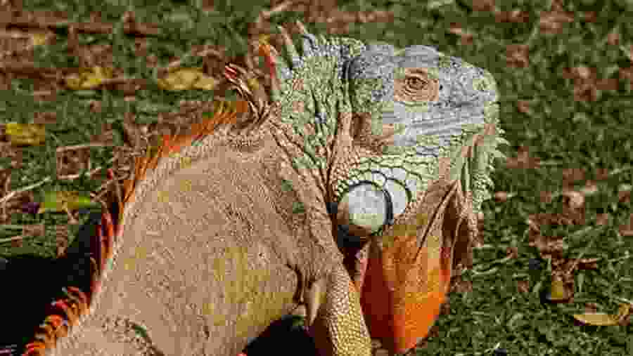 Iguana in Seminario Park, Guayaquil