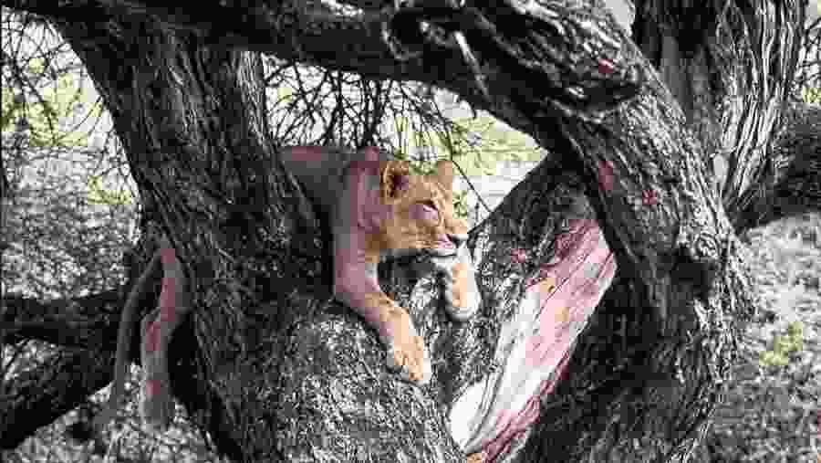 lioness on a tree