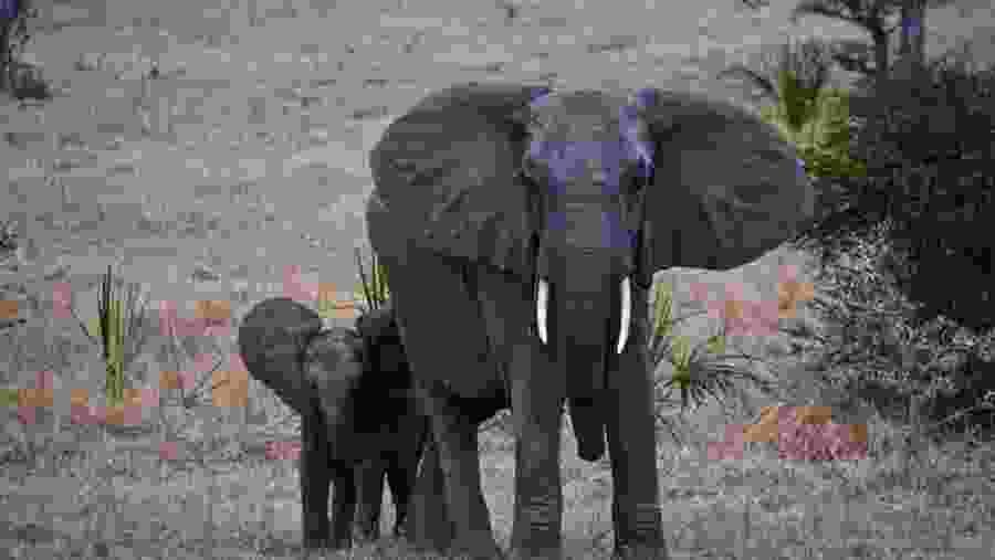 African Elephants at Mikumi National Park
