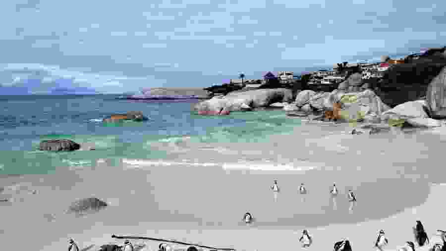 Penguins at Boulders' Colony