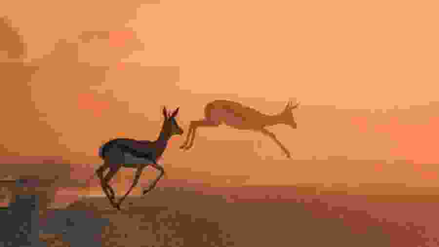 Spot the majestic springbok antelope in Northen Tanzania