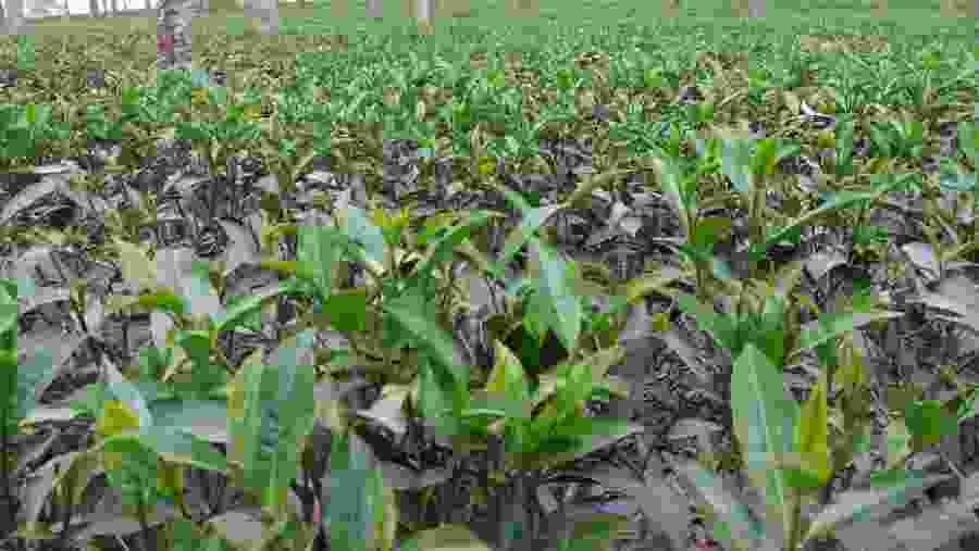 Tea Garden, Srimangal