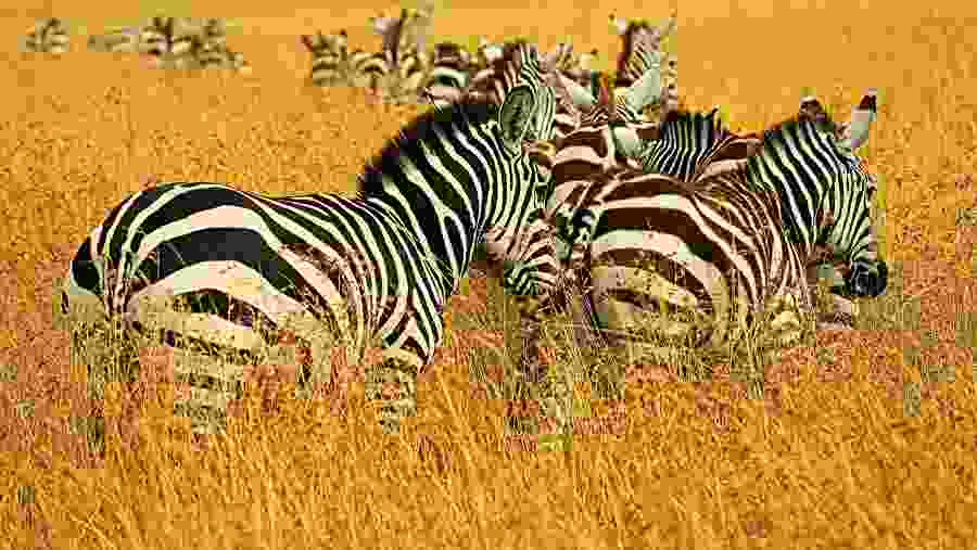 Zebras