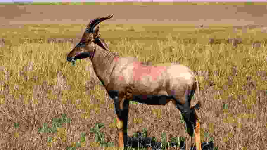 Spot Common Tsessebe