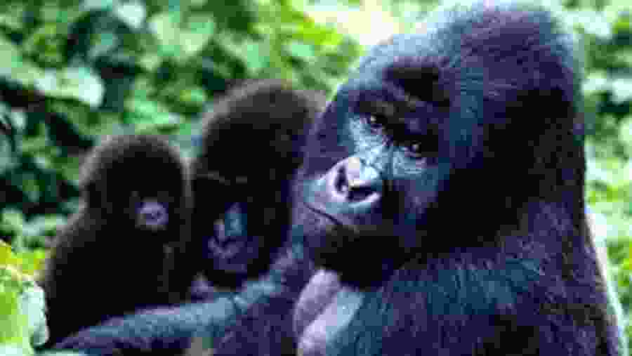 Gorilla