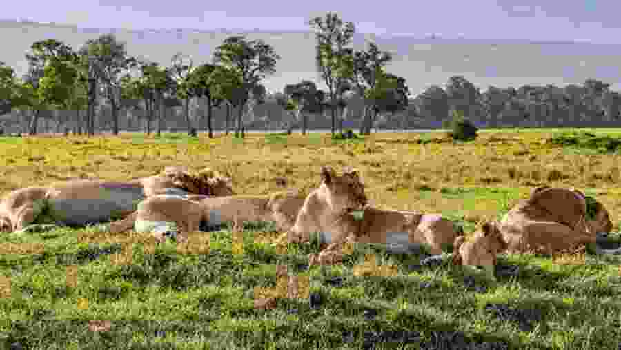 Witness the African wildlife