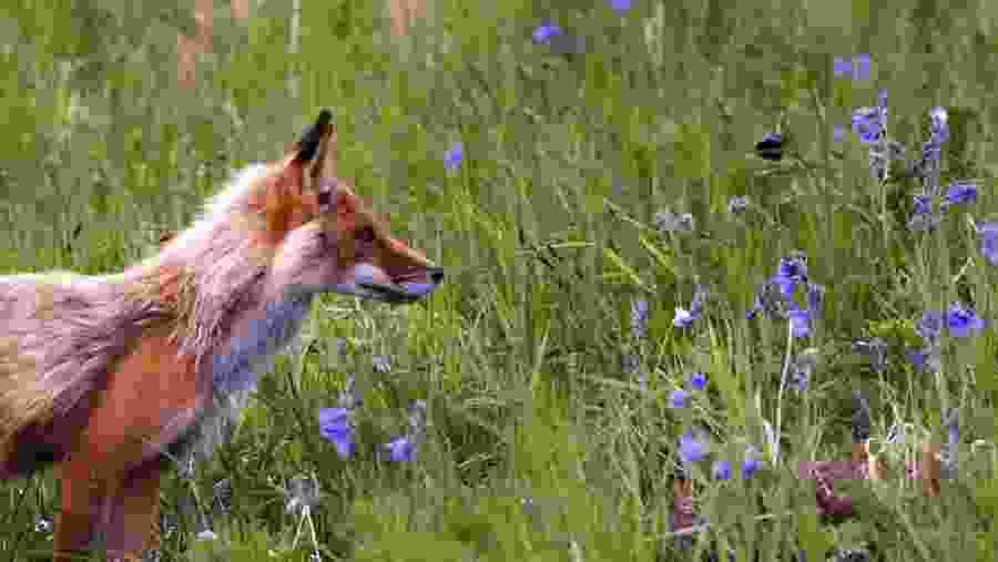 Come across wild animals