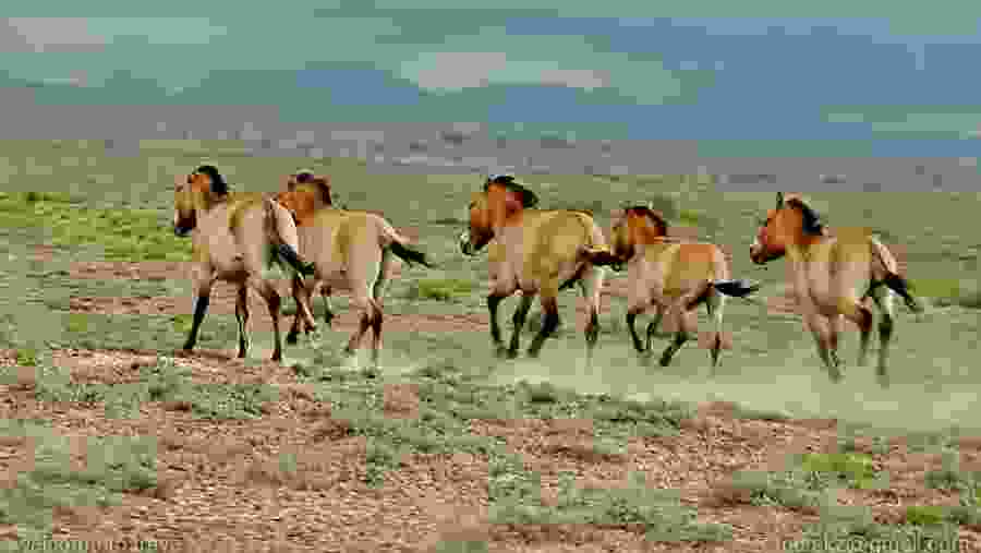 Kulans (wild horses) running in the desert of Altyn Emel National Park, Kazakhstan
