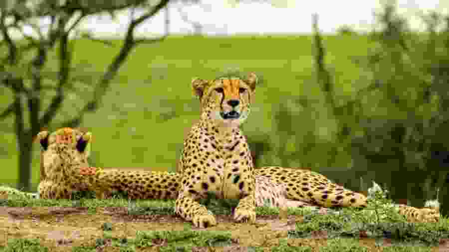 Witness the wildlife