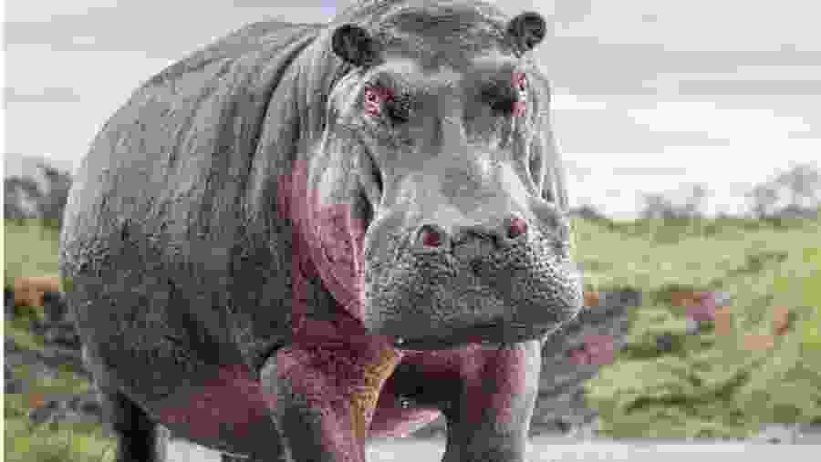 Witness the African wildlife