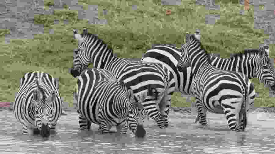 Zebras at Serengeti National Park