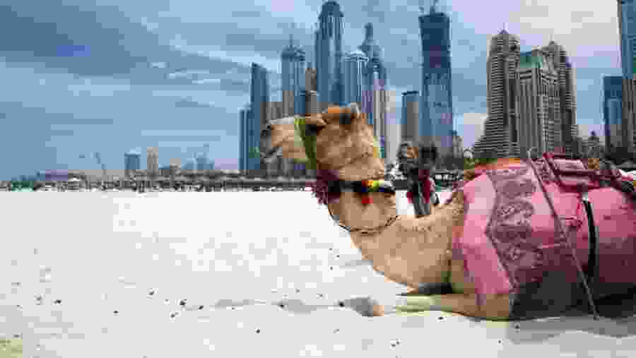 Camels