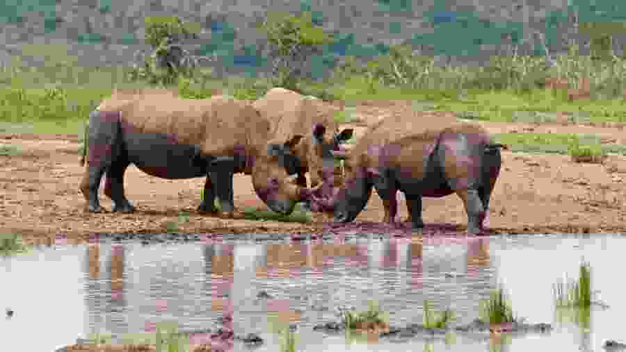 Rhinoceros in South Africa