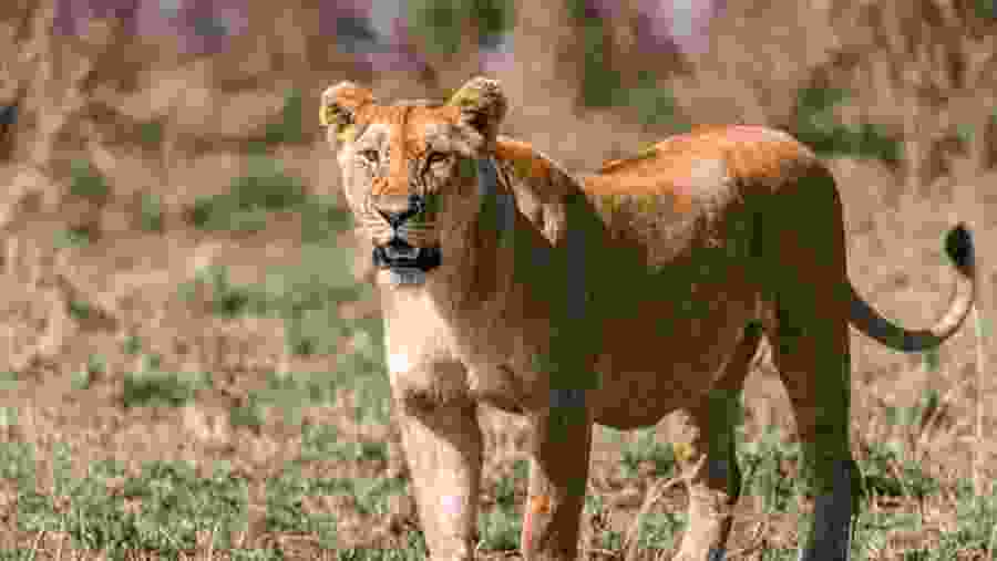Barbary lion