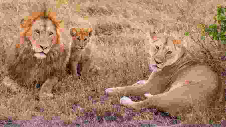 Spot the diverse wildlife at Tarangire National Park