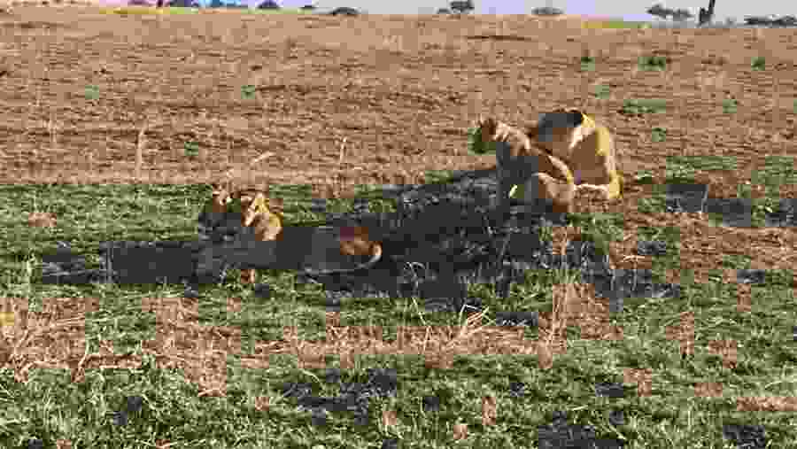Lions at Nyerere National Park