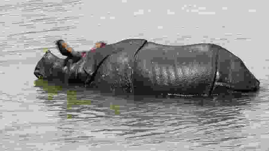 Rhinos at the Chitwan National Park