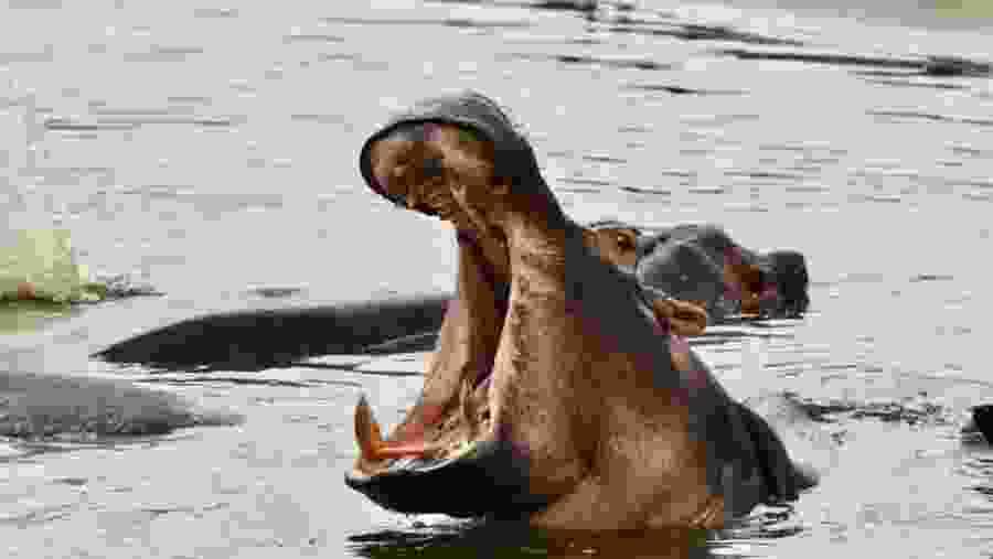 Hippopotamus