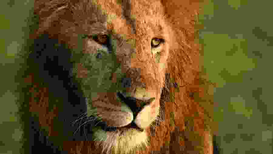 Witness the wildlife