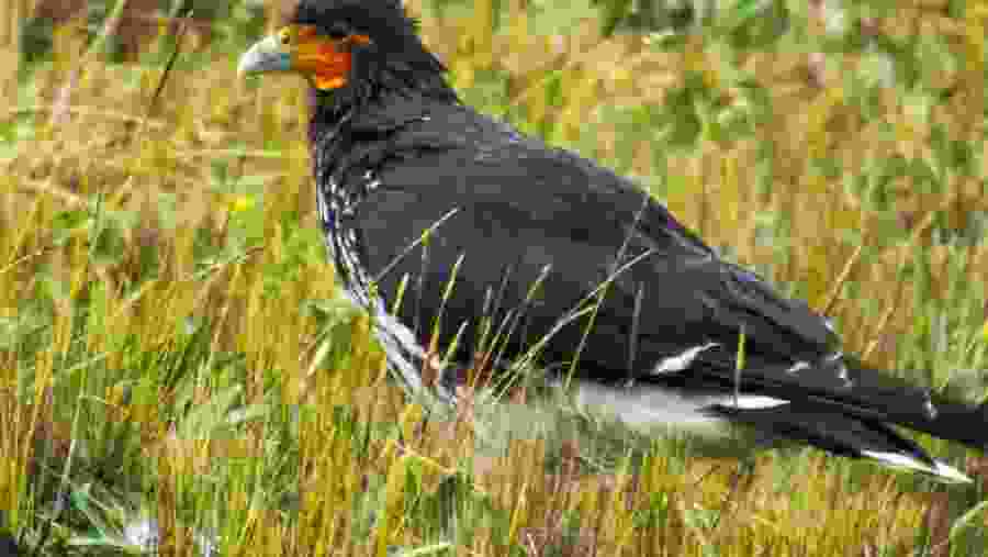 See wild birds at Antisana Ecological Reserve