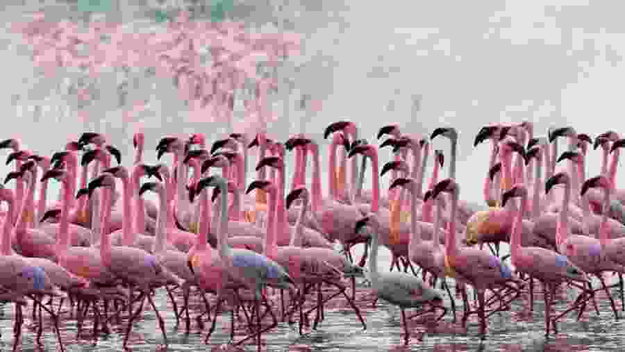 Flamingoes