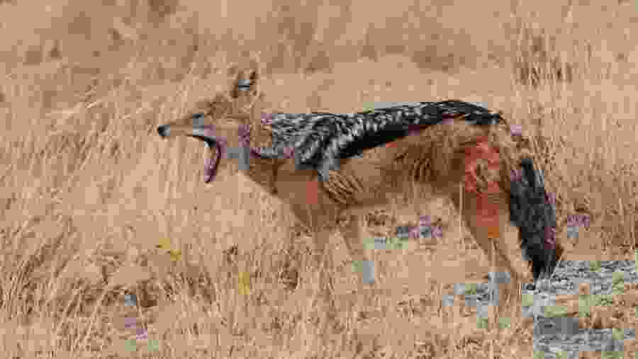 Black-backed jackal