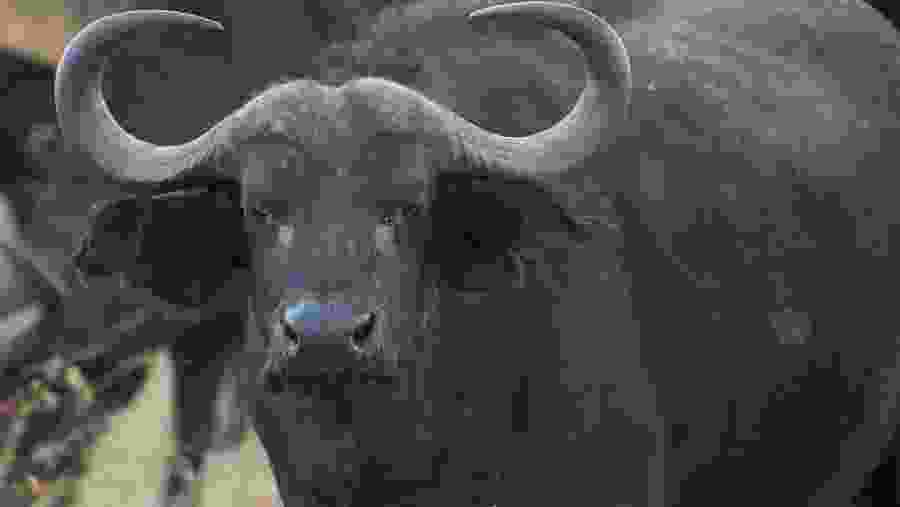 Masai Mara and Lake Nakuru Safari