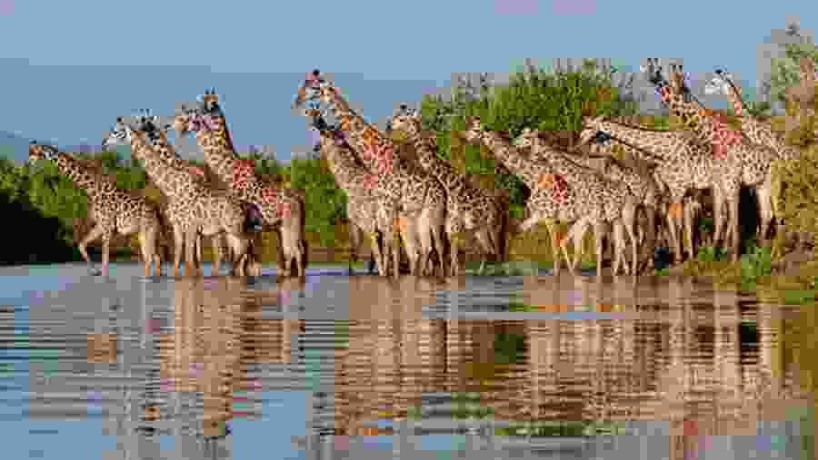 Giraffes at sight in the Tanzanian National Parks