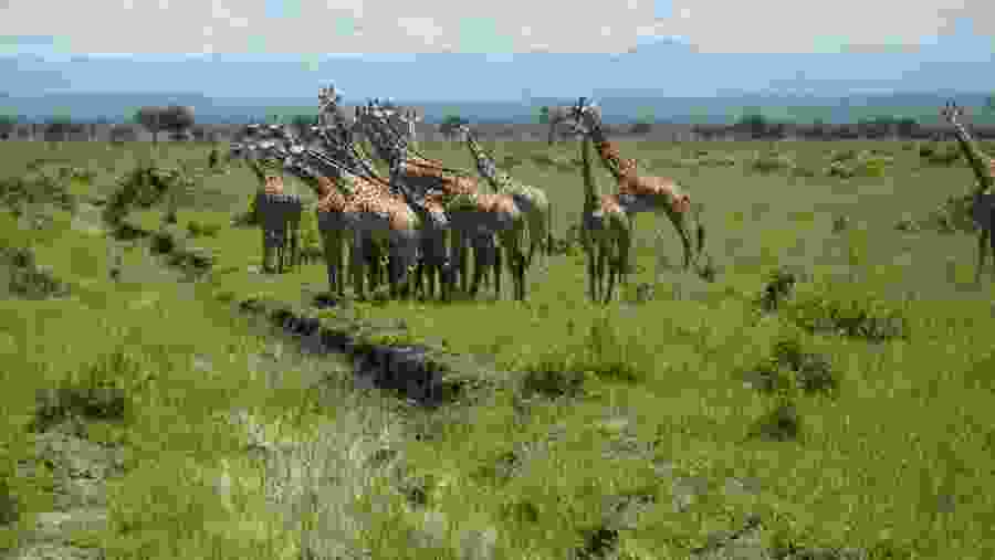 Mikumi National Park