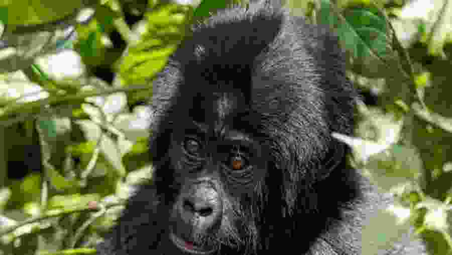 Gorilla Trekking