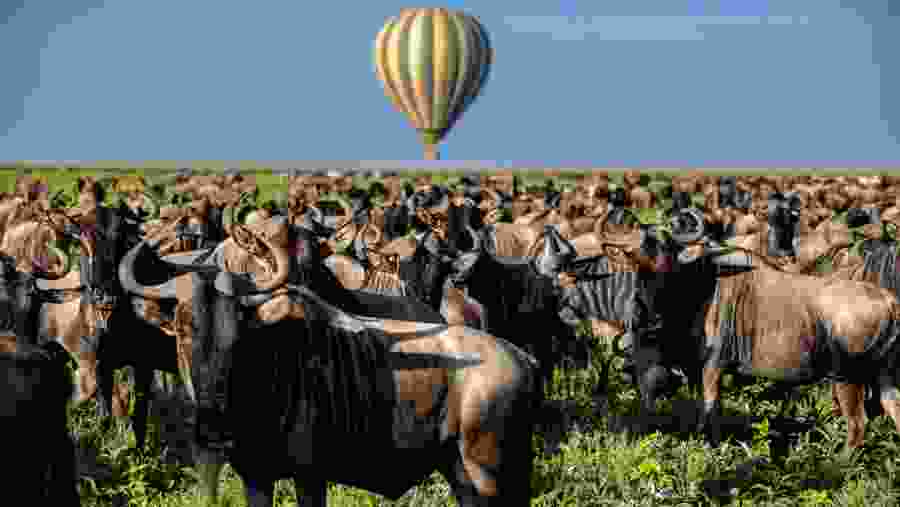 Witness the enchanting Wildebeest Migration