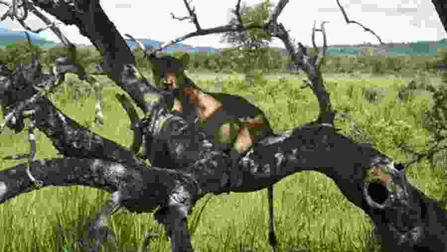 Mikumi National Park