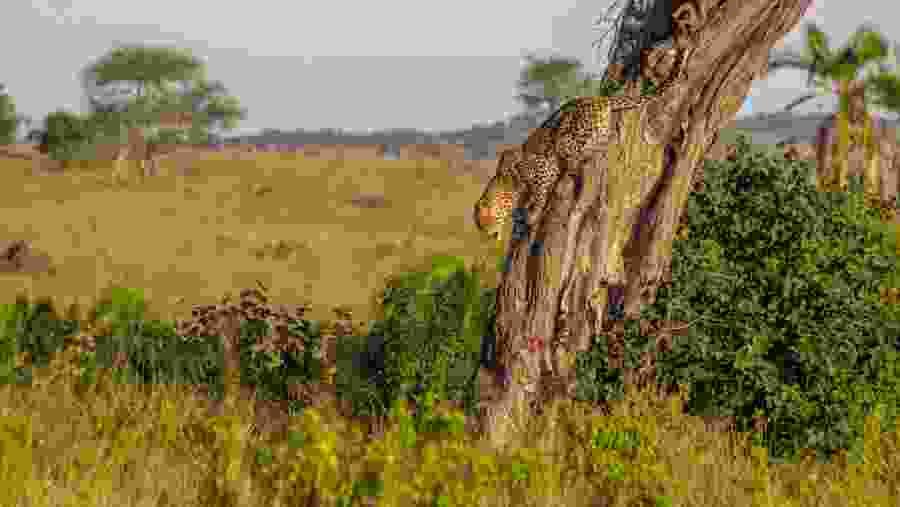Cheetah