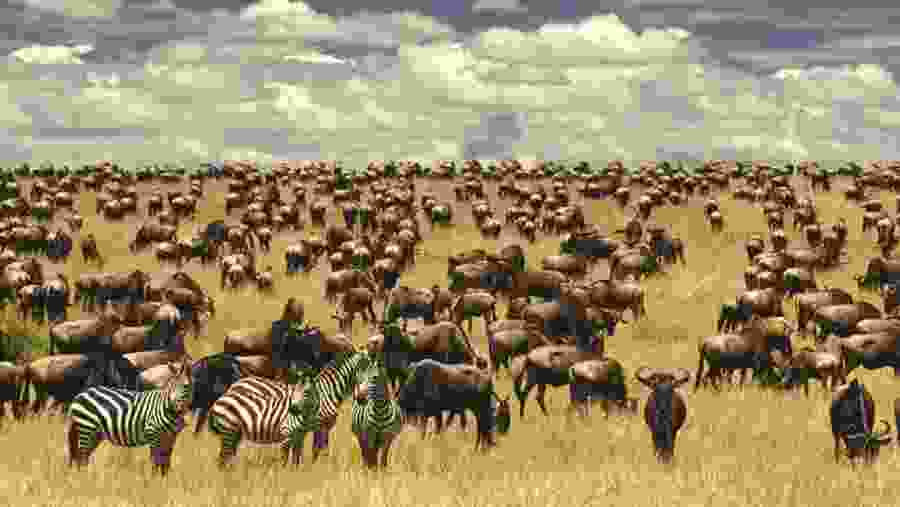 Wildlife migration in Tarangire National Park