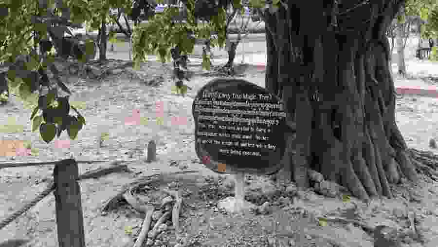 Magic tree in killing Field