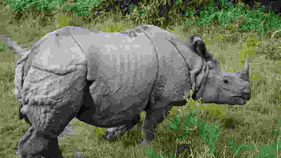 One horned Rhino at Chitwan National Park