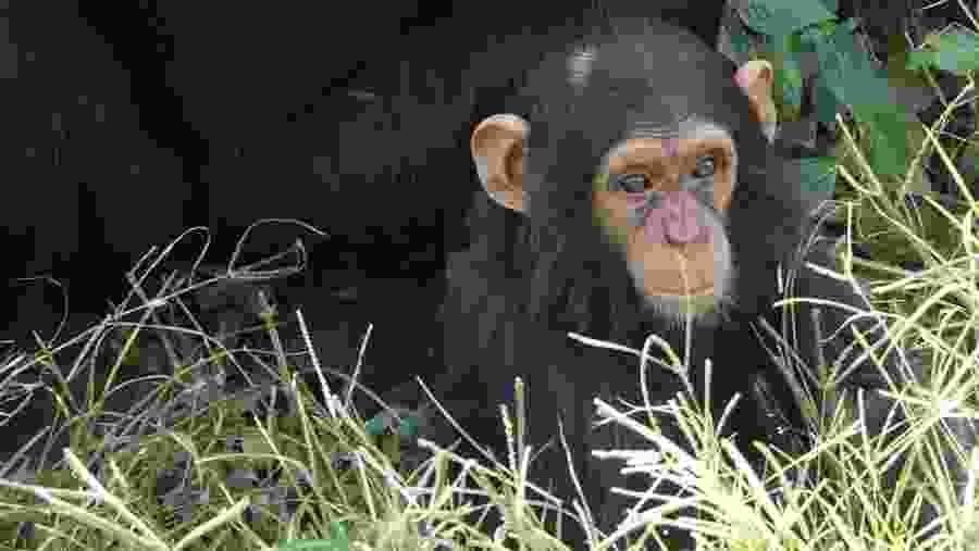 Chimpanzee in Gombe National Park